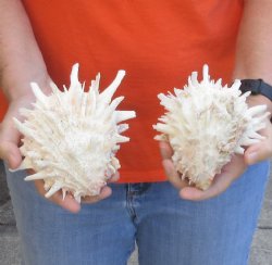2 2 Spiny Oyster pairs (Spondylus Leucacanthus)  - $36