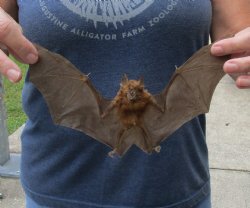 Big-eared leaf-nosed bat mummified for $45