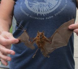 B-Grade Big-eared leaf-nosed bat mummified for $28