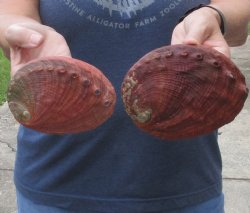 2 Natural Red Abalone Shells 5 and 5-1/2 inches  - $22/lot