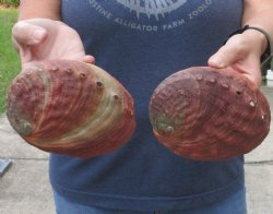 2 Natural Red Abalone Shells 5-1/2 and 5-3/4 inches  - $22/lot