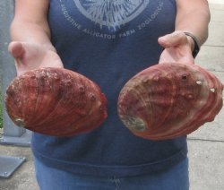 2 Natural Red Abalone Shells 6-1/4 and 6-3/4 inche - $28/lot