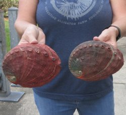 2 Natural Red Abalone Shells 6-1/4 and 6-1/2 inches - $28/lot