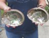 Two Natural Green Abalone shells 6-1/4 inches - $22/lot