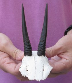 Grey Duiker Skull plate and Horns 4 inches long - $40