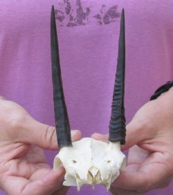 Steenbok Skull plate and Horns measuring 5 inches long - $40.00