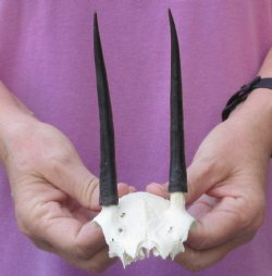 Steenbok Skull plate and Horns measuring 4-1/2 inches - $40.00