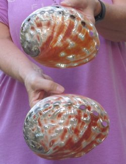 2 Polished Red Abalone Shells 6 and 6-1/2 inches for $40