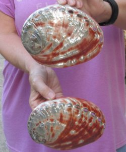 2 Polished Red Abalone Shells 6 and 6-1/4 inches for $40
