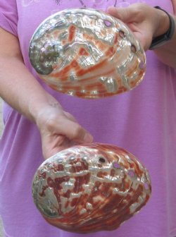 2 Polished Red Abalone Shells 6 & 6-1/2" for $40 