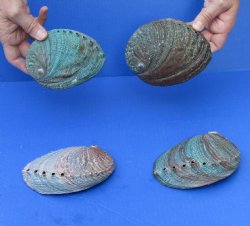 Four Natural Green Abalone shells 5 to 5-1/2 inches - $30/lot