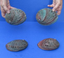 Four Natural Green Abalone shells 5 to 5-1/2 inches - $30/lot