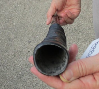 Polished Gemsbok Horn measuring 27 inches for $35
