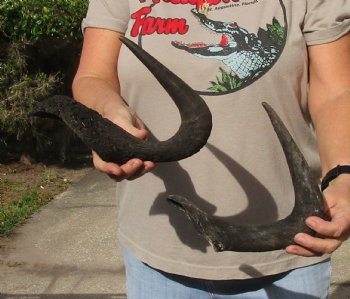 2 piece lot of 17 inch black wildebeest horns for $30 
