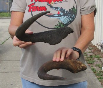 2 piece lot of 17 & 19 inch black wildebeest horns for $21
