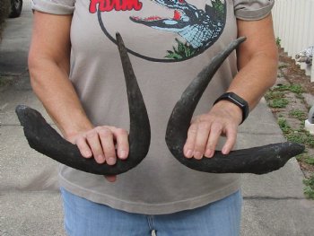 Matching Pair of 18 inch black wildebeest horns for $30 