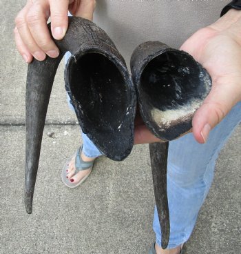 Matching Pair of 18 inch black wildebeest horns for $30 