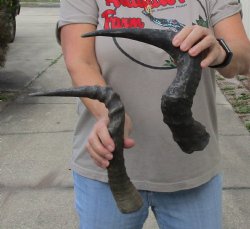 2 African hartebeest horns 17 and 18 inches for $25
