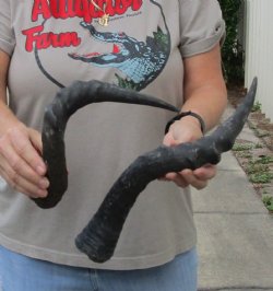 2 African hartebeest horns 15 and 18 inches for $25