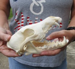 B-Grade Coyote skull 7-1/4 inches - $24