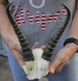 8 inch Male Springbok Horns on Skull Plate - $25