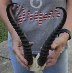 12 inch Male Springbok Horns on Skull Plate - $30