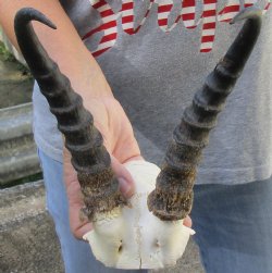 9 inch Male Springbok Horns on Skull Plate - $25