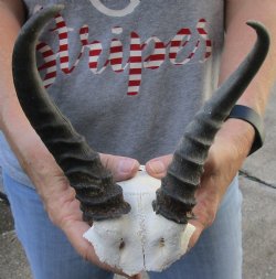 B-Grade Male Springbok Skull plate with horns - $20