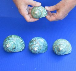 4 piece lot of 3 inch Polished Jade turbo shells for $26