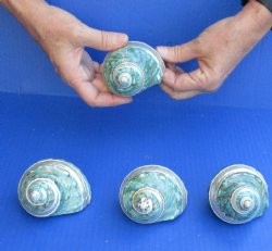 4 Polished Jade turbo shells with pearl band for $26