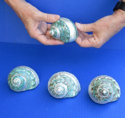 4 Polished Jade turbo shells with pearl band for $26