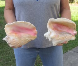 2 piece pink conch shells for sale - $29/lot