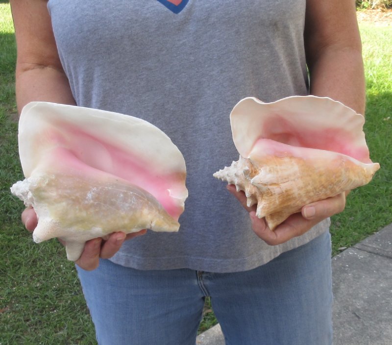 2 piece pink conch shells for sale 29/lot
