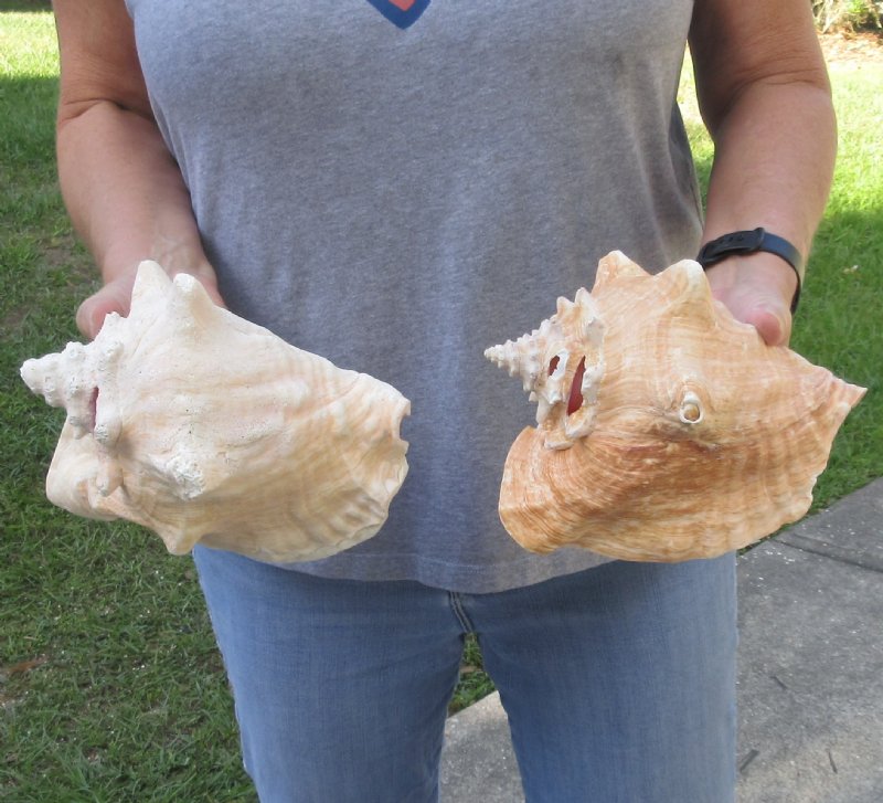 2 piece pink conch shells for sale 29/lot