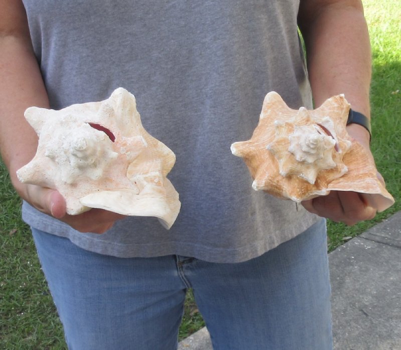 2 piece pink conch shells for sale 29/lot
