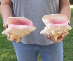 2 piece pink conch shells for sale - $23/lot