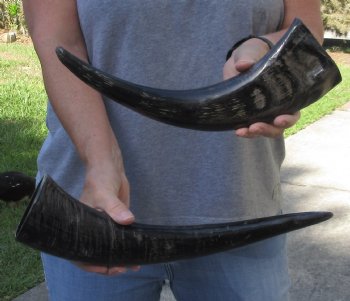 2 pc lot Semi polished buffalo horns 14 and 15 inch - $18