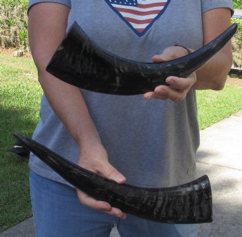 2 pc lot Semi polished buffalo horns 14 and 15 inch - $18