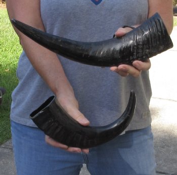 2 pc lot Semi polished buffalo horns 13 & 15 inch - $18