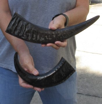 2 pc lot Semi polished buffalo horns 13 & 15 inch - $18