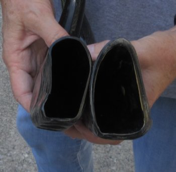 2 pc lot Semi polished buffalo horns 13 & 15 inch - $18