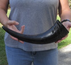 16 inch Semi polished buffalo horn - $20