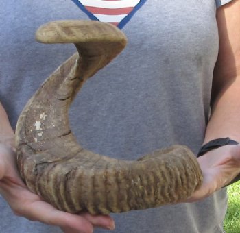 XXL Sheep Horn 34 inches - $35