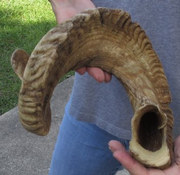  XXL Sheep Horn 34 inches - $35
