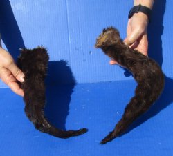 2 Otter tails cured in formaldehyde with bone in for $20