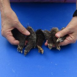 6 pc lot Opossum feet cured in formaldehyde for $35