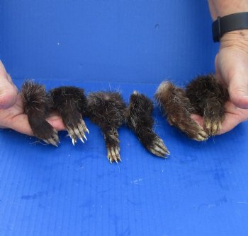 6 pc lot Opossum feet cured in formaldehyde for $18