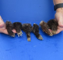 6 pc lot Opossum feet cured in formaldehyde for $18