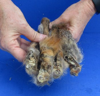 4 Fox legs cured in formaldehyde for $40