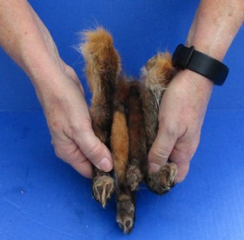4 Fox legs cured in formaldehyde for $40